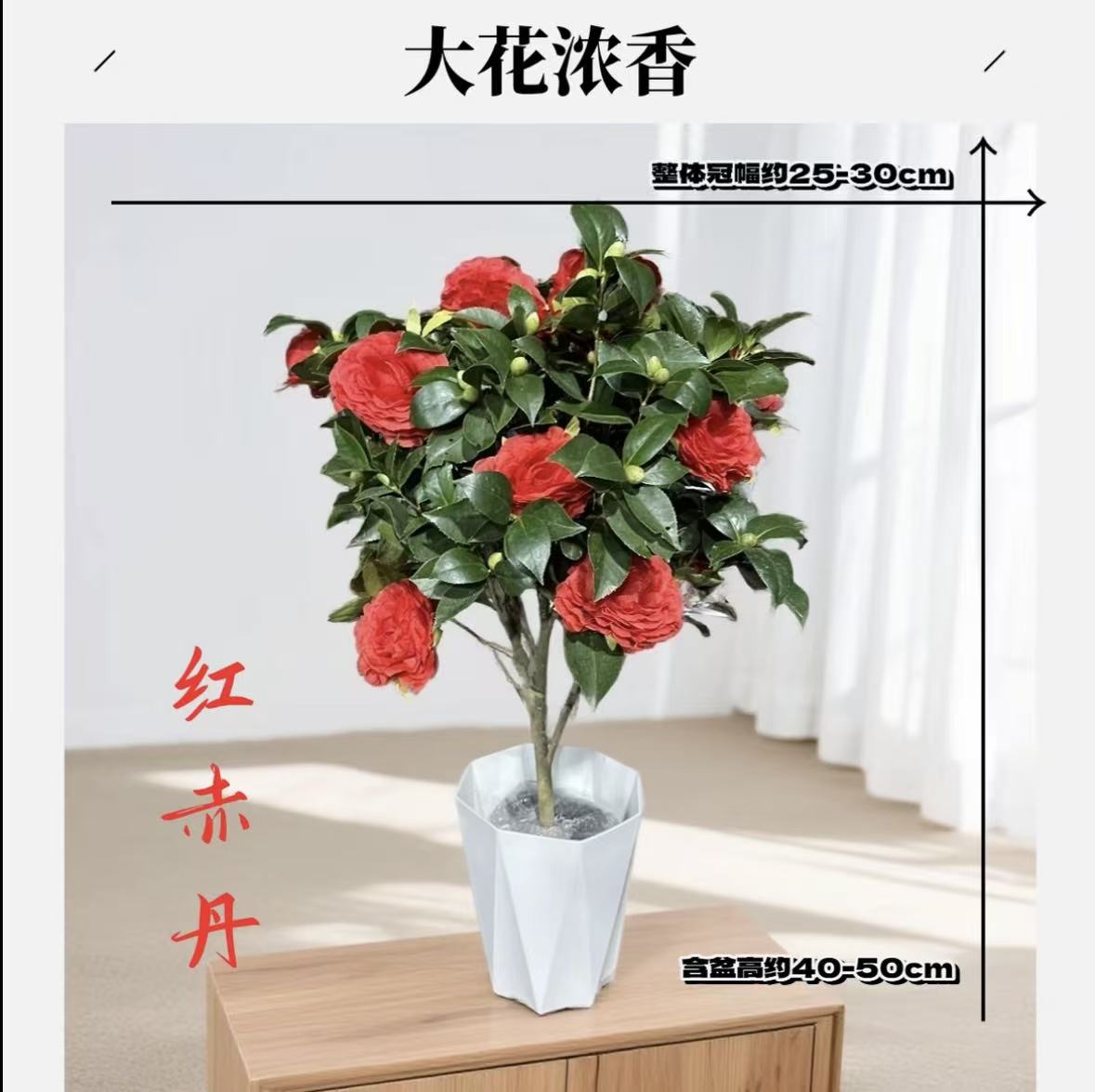带花苞红色赤丹山茶花树苗盆栽原土原盆室内外四季好养