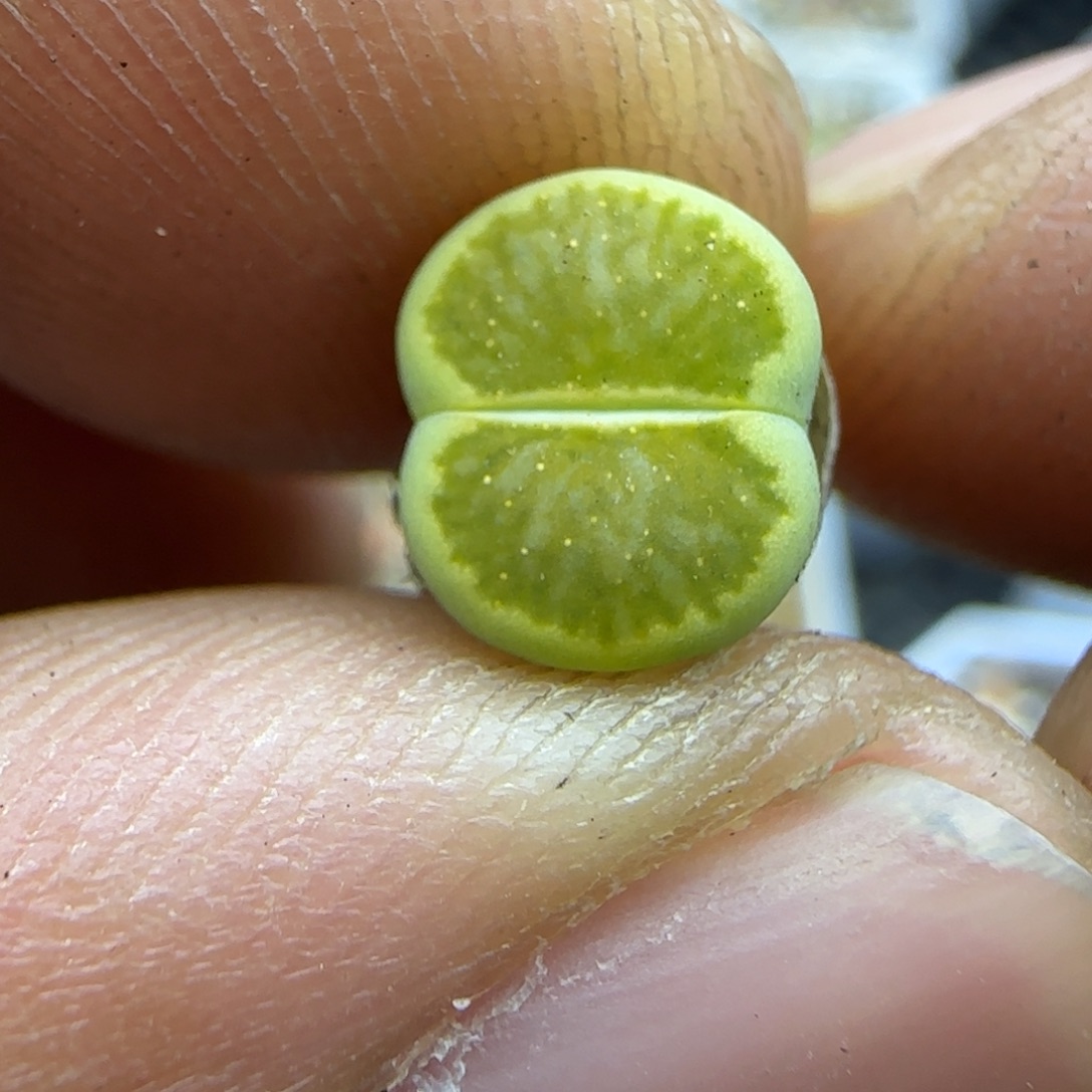 570 开播福利生石花大棚直播