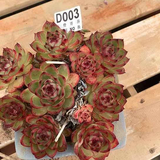 月亮石带土球不包整003 亏本处理退款拉黑7-8天发货