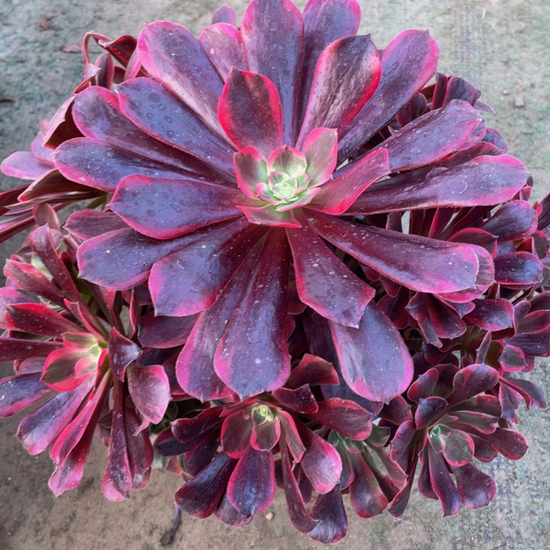 223凤冠精品法师老桩