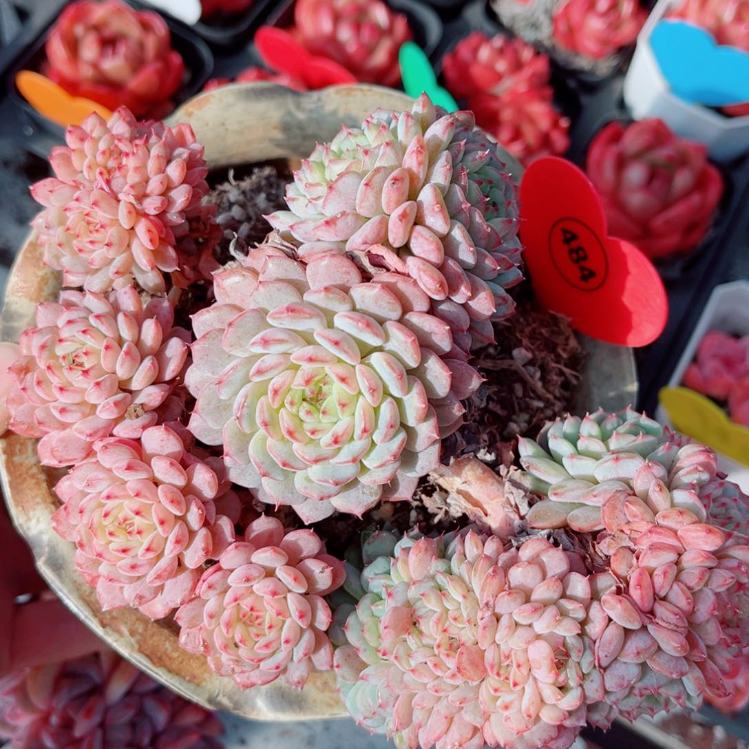 484号小老桩白胖子缀