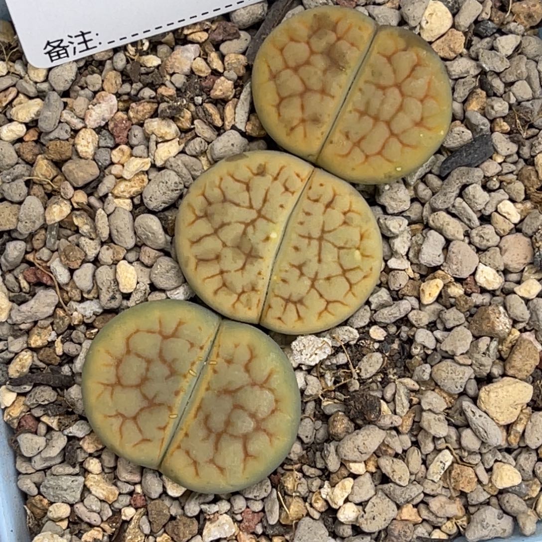 5940黄绿富贵3颗尺寸2.5