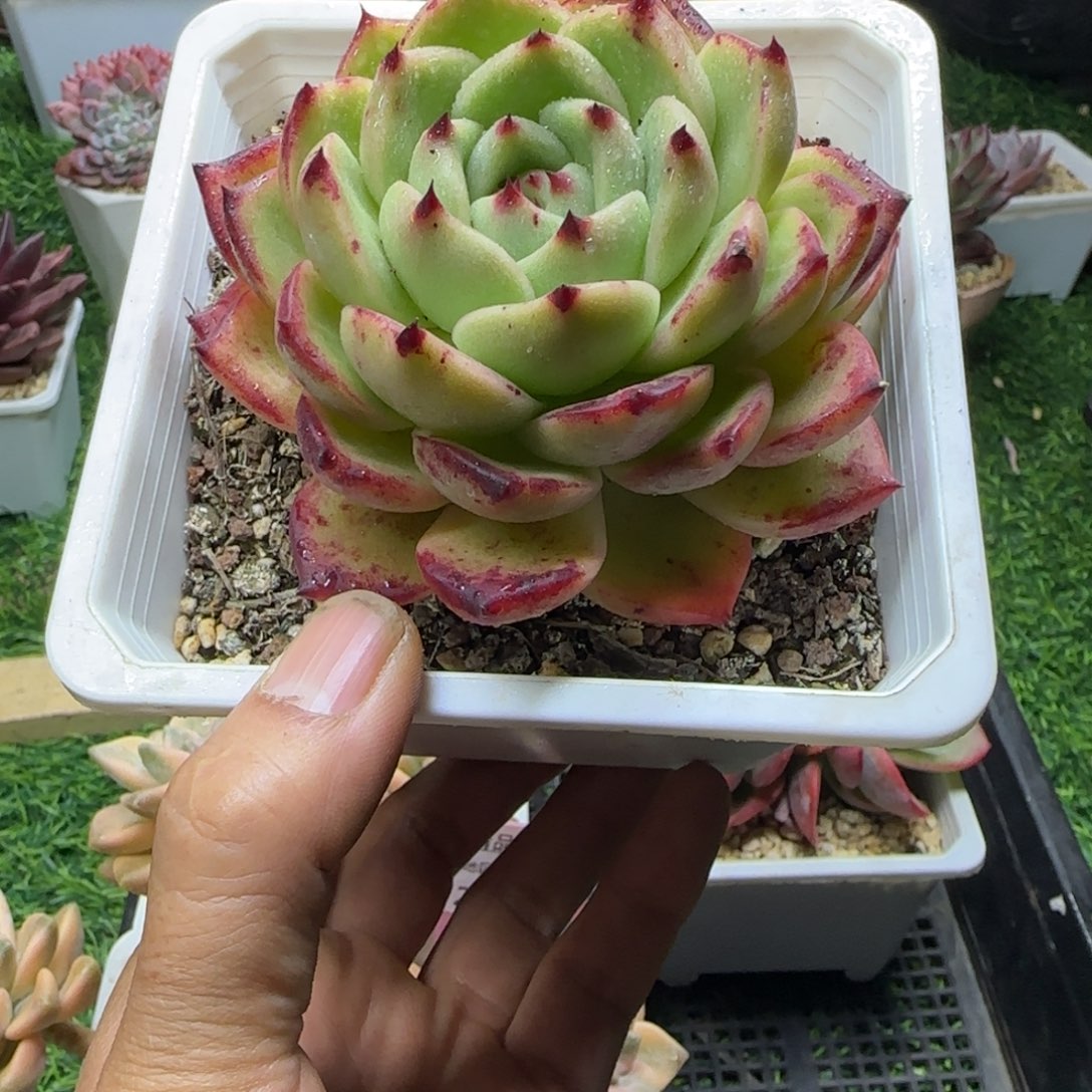 锦安多肉精品植物226