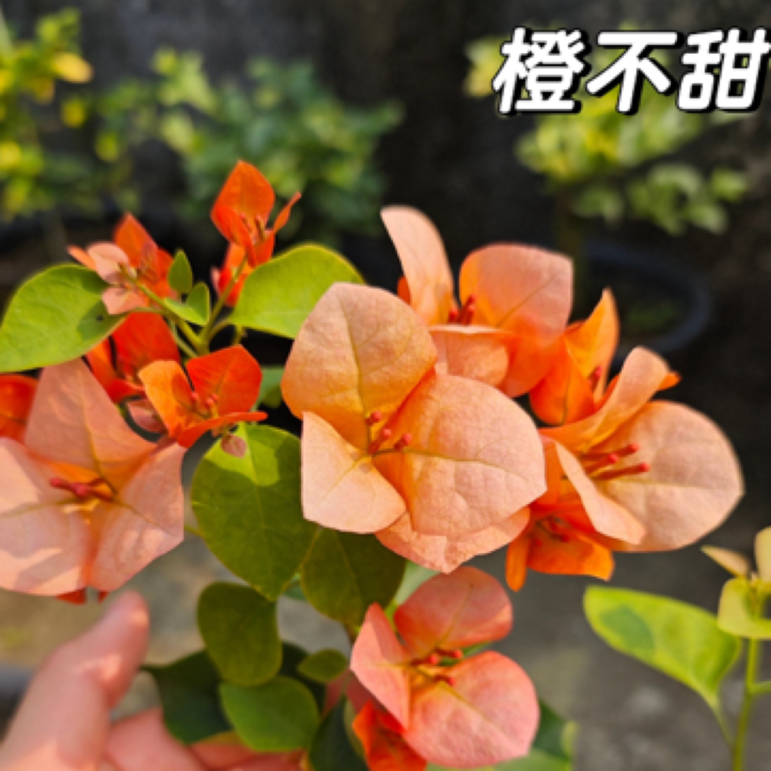 森朴【橙不甜】原生扦插袋苗（包对版不包售后）