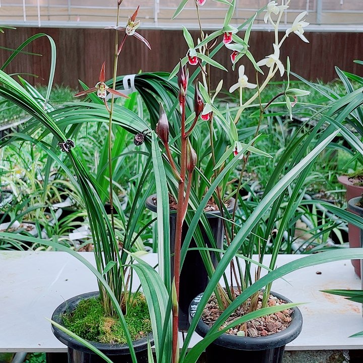 我***谭无花朵一物一漂亮开花