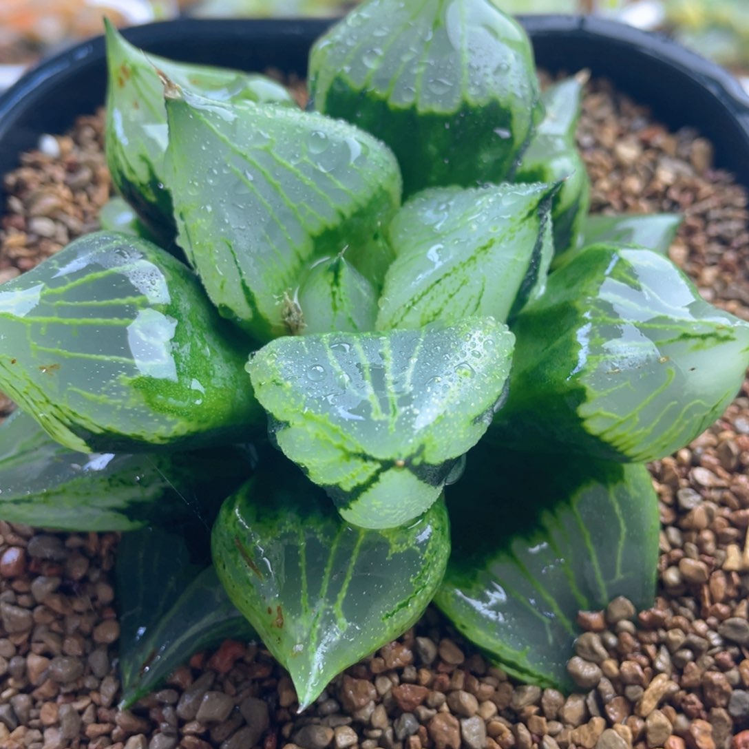 7.十二卷多肉裹般若寿。    