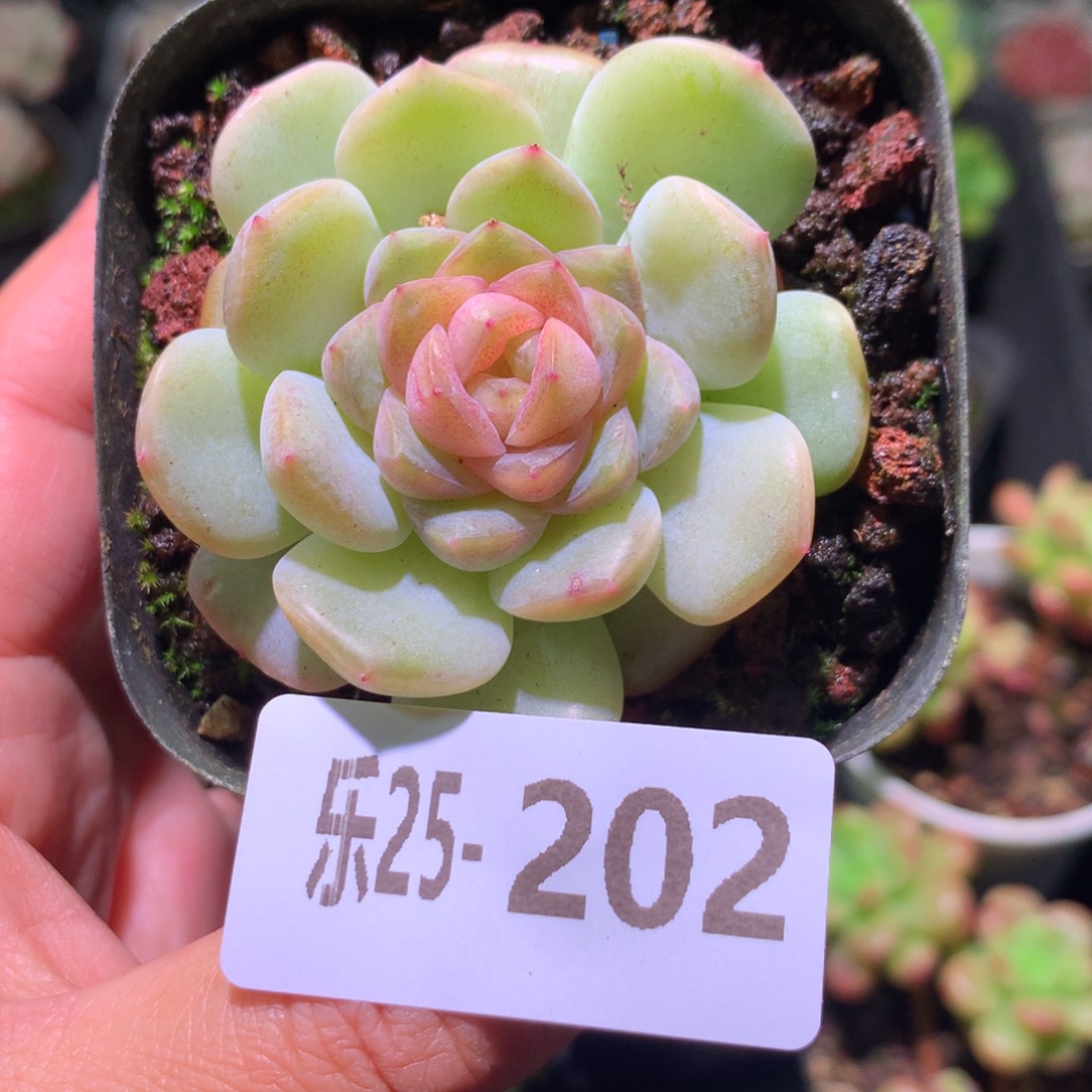 乐然25-202 新品单头 