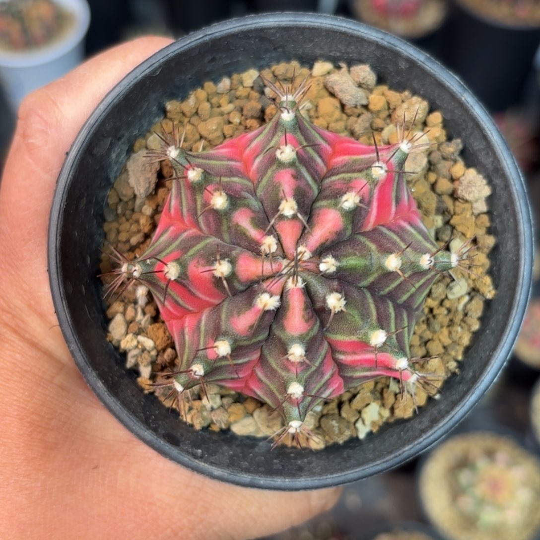 泰系实生米哈仙人球77