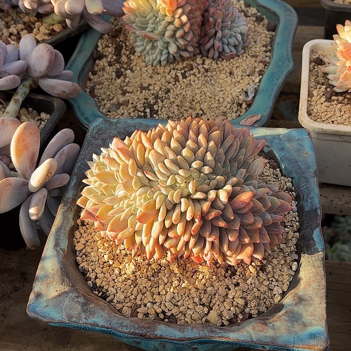 完全开放星影缀化官服16-18