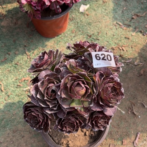 620魅金玫瑰多肉d