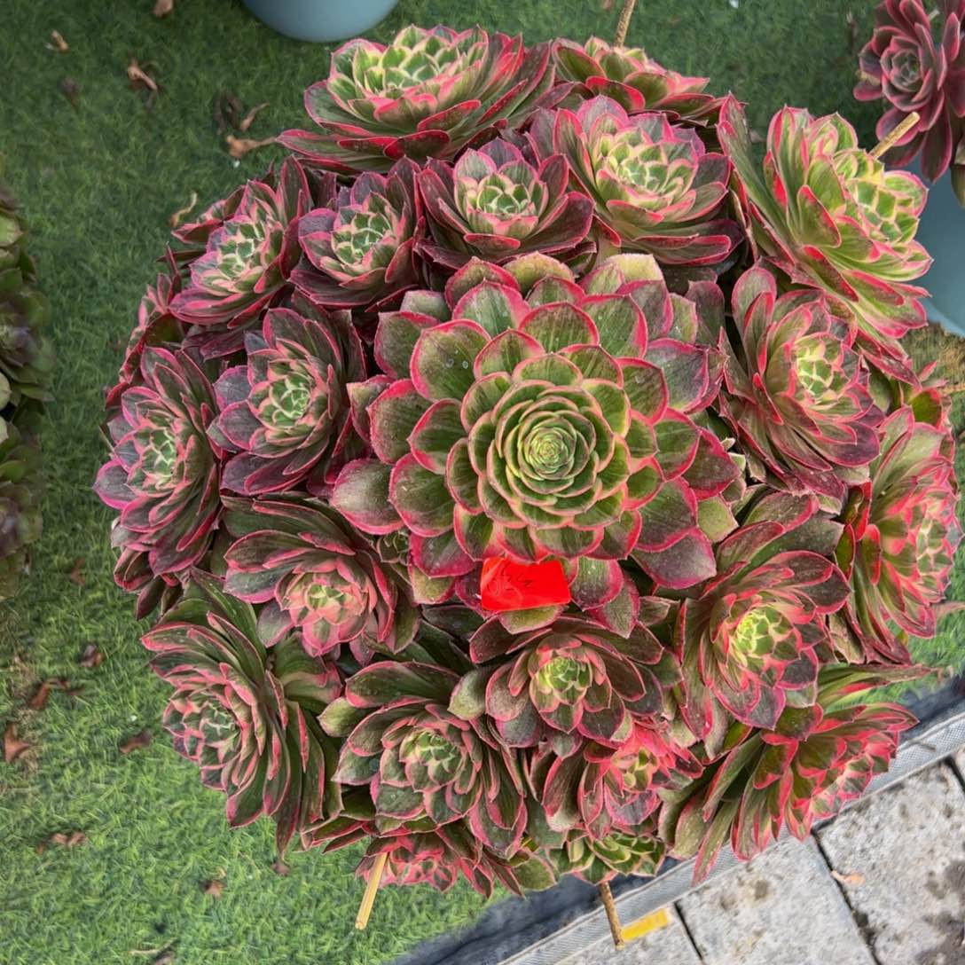 339炖肉植物发货莲花座