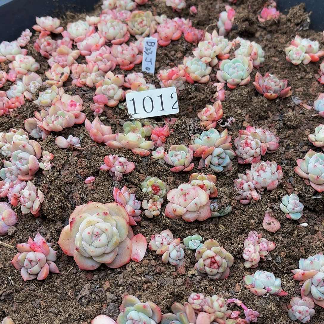 多肉植物多肉植物1012