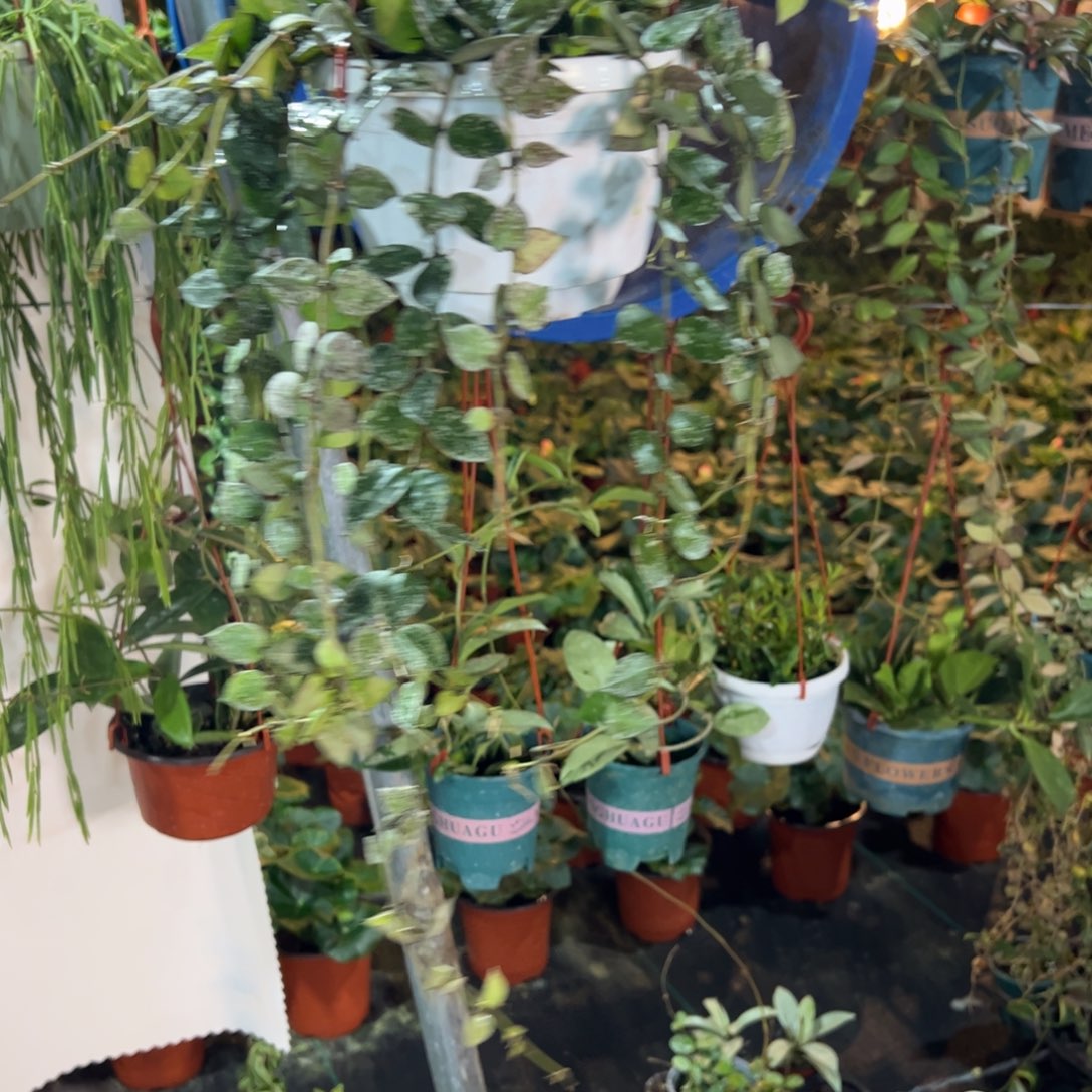 烟***雨无花朵高斑心叶裂瓣