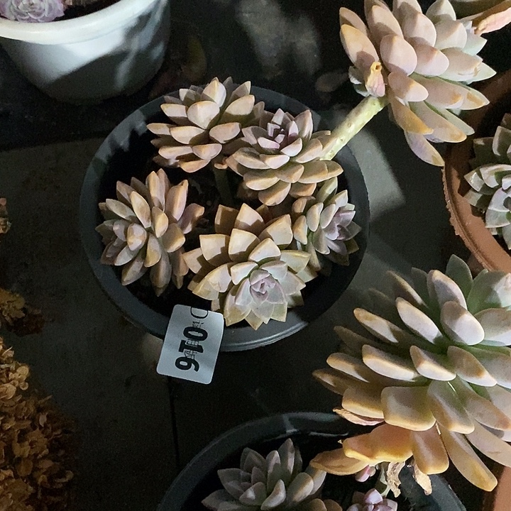 是***呀016淡雪多肉植物多肉