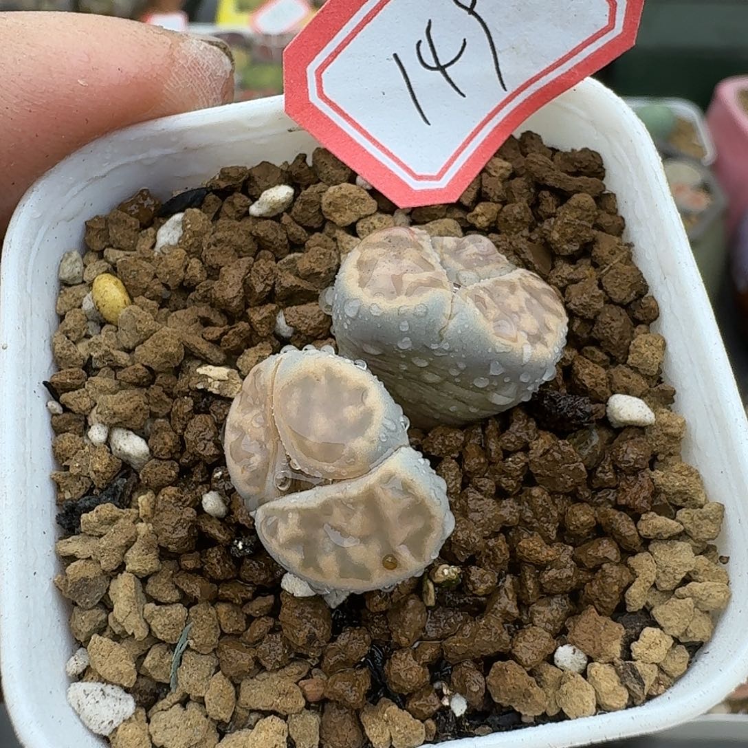 149多肉哈哈哈哈哈哈哈