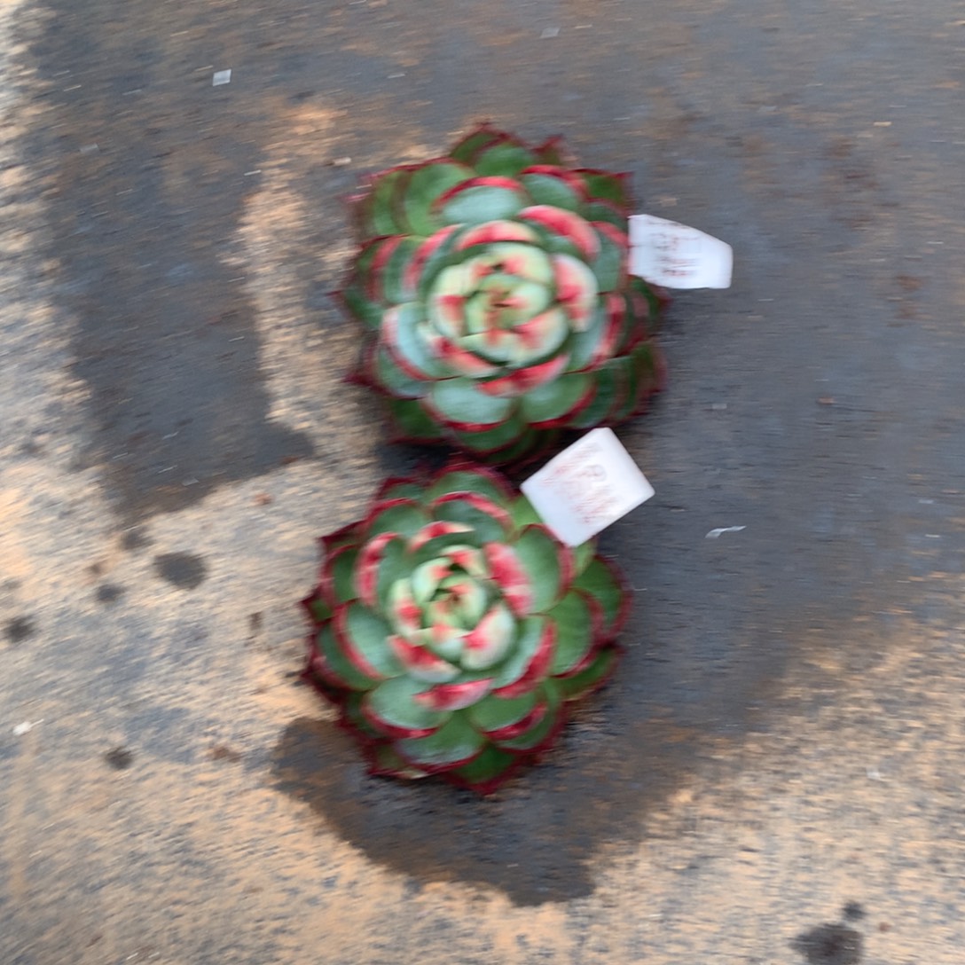 1311，1279号多肉植物，2颗