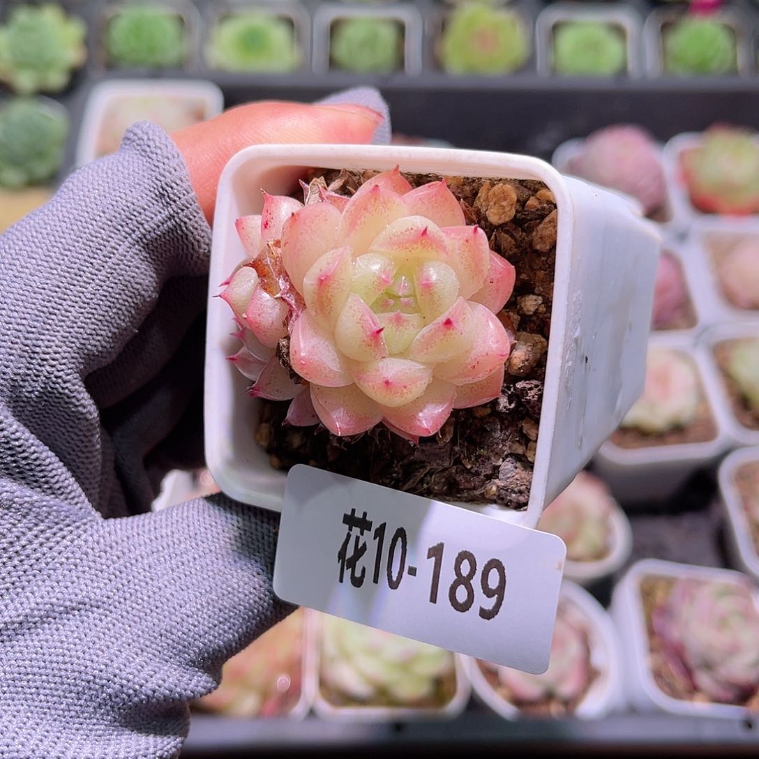 花10-189海王双头