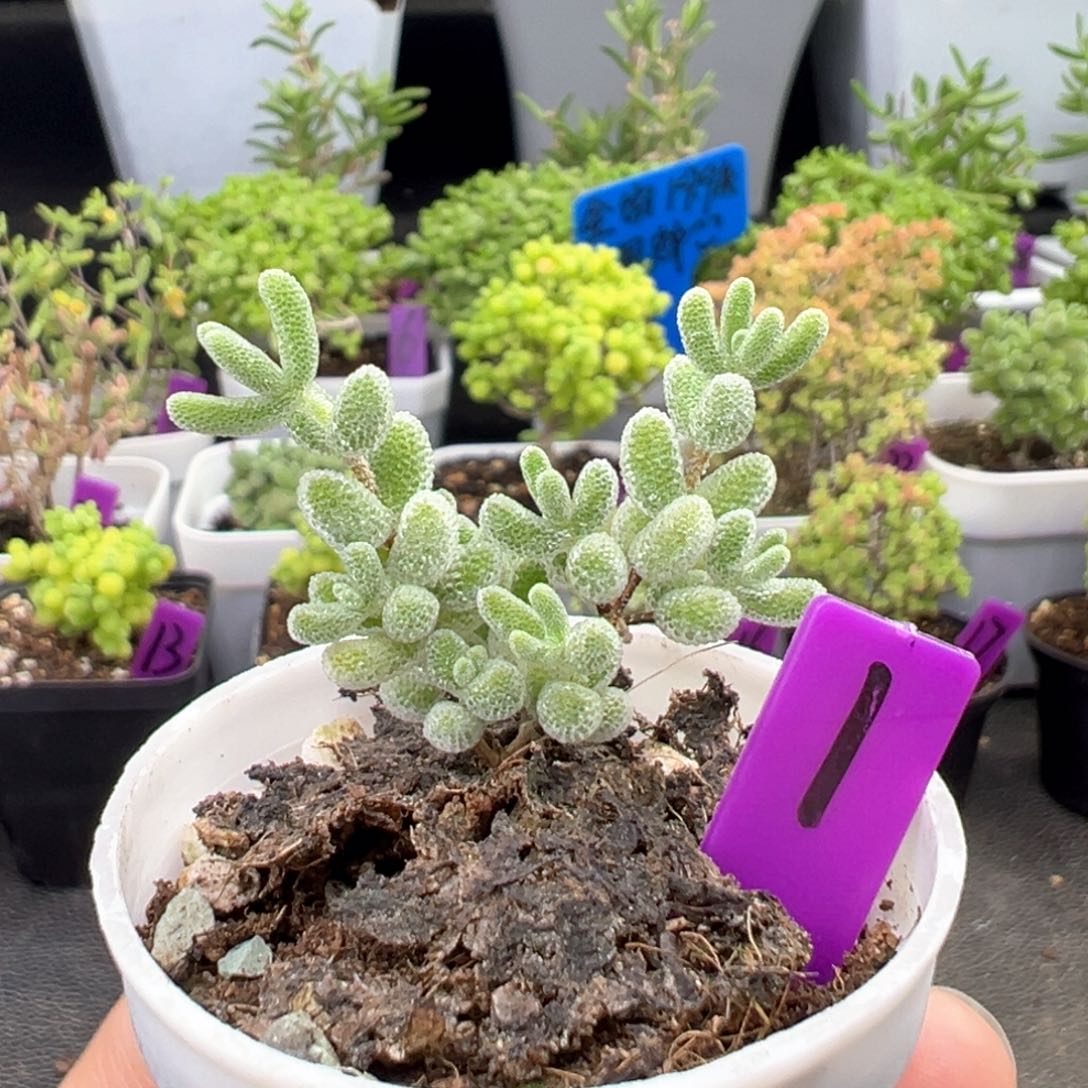 1号实生冰晶一物一拍