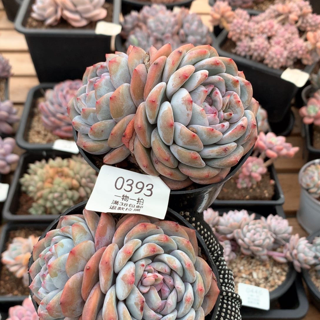 10厘米双头石榴籽两颗0393