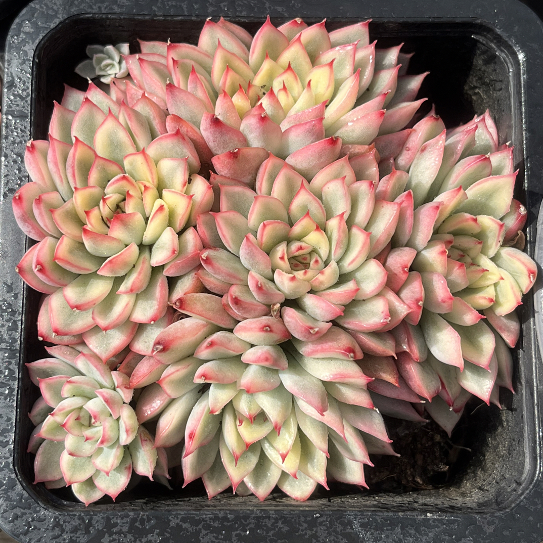 【任意包邮】女雏锦群9厘米多肉植物，带盆土发