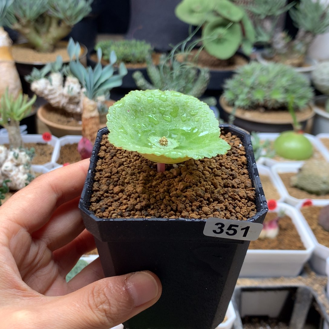 小酒杯小雨伞带盆351