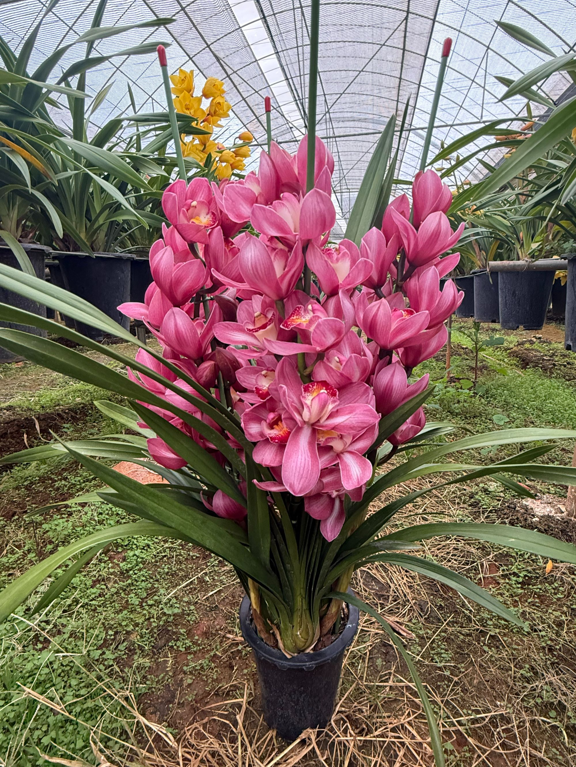  蓝莓果酱5枝以上花剑大花蕙兰年宵花室内阳台花苞发货