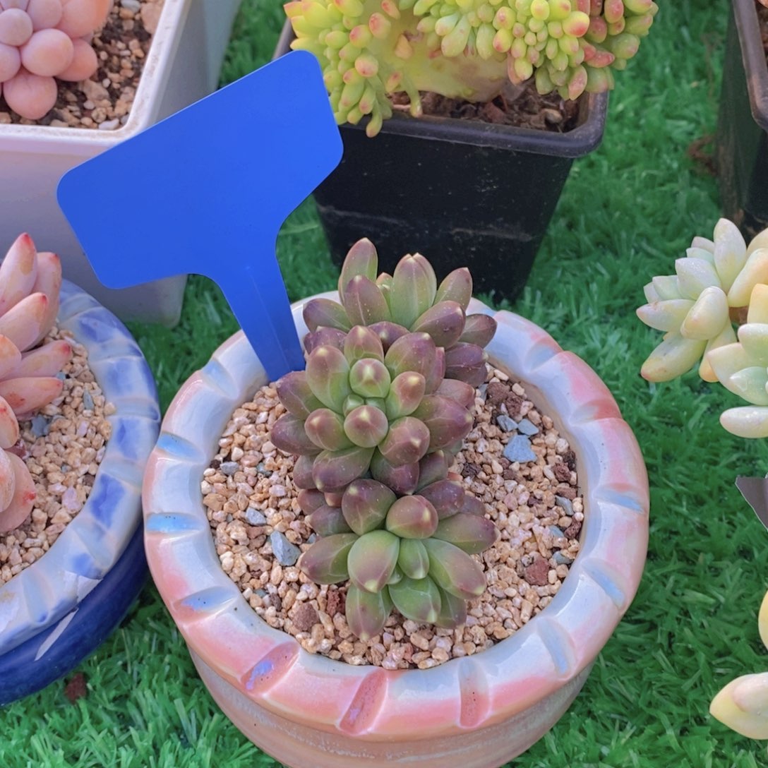 用****1开心多肉植物多肉