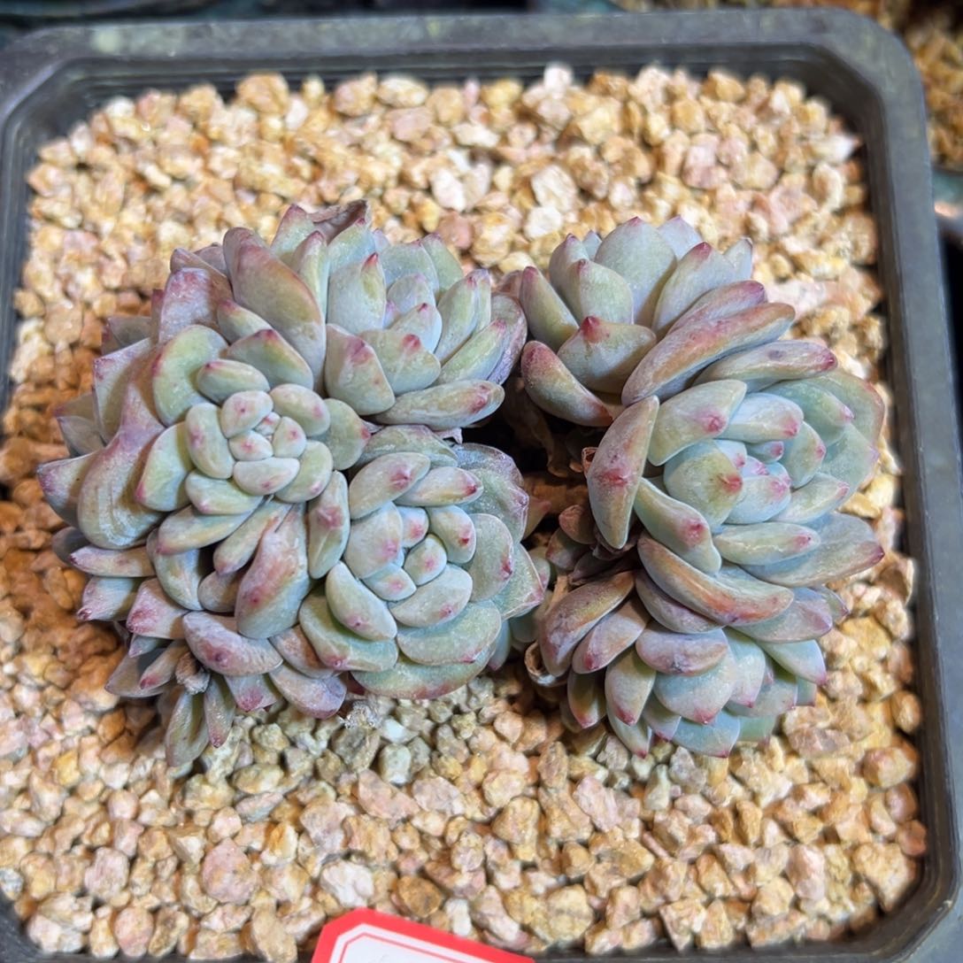 新年快乐 新年快乐