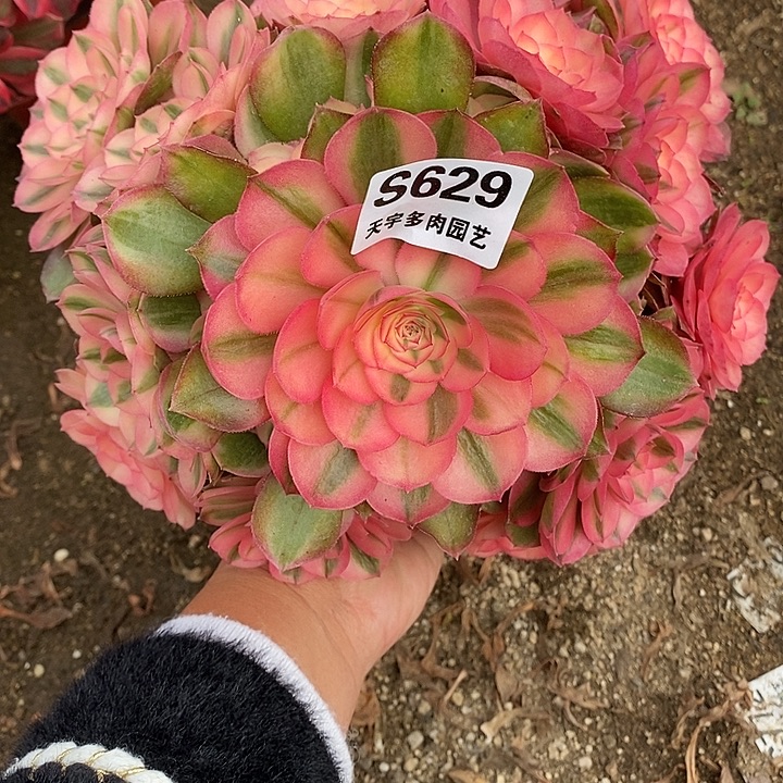 多肉植物荔枝629多肉