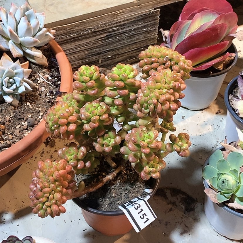 【闪购商品】丸叶松绿缀03151