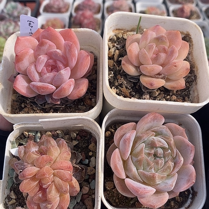 1112-503，冰魄糖心4个