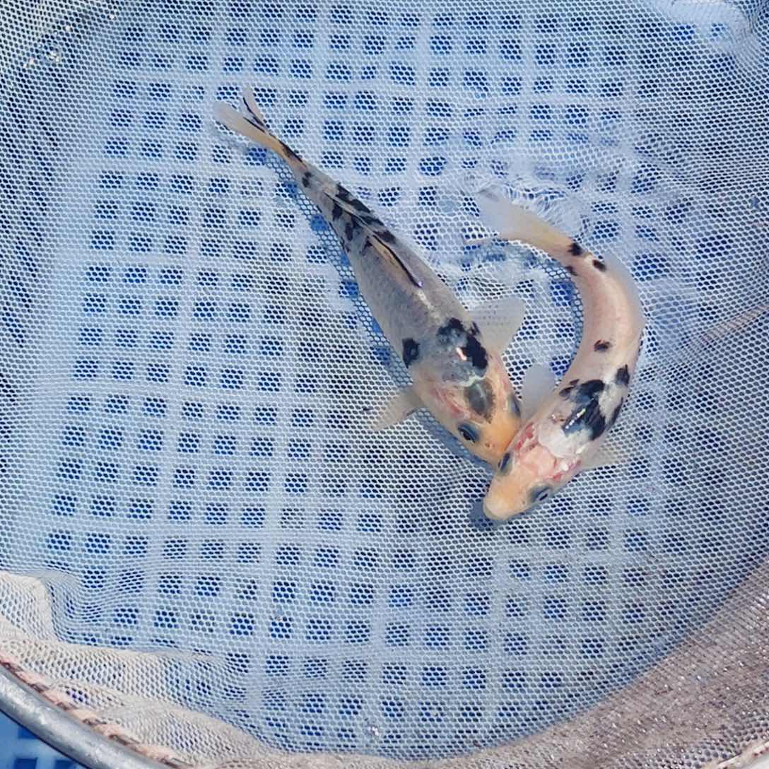 锦鲤锦鲤观赏鱼1111
