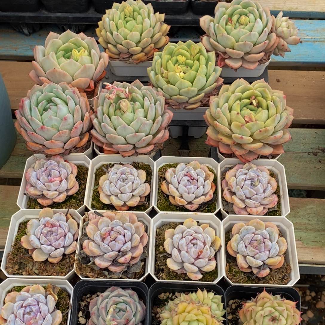 336多肉植物纤维面膜的功效