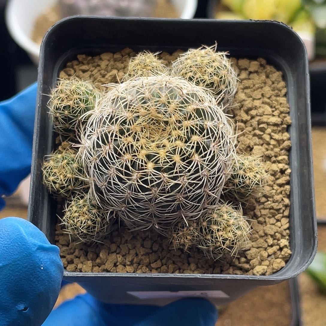 实生火焰勾宝系列仙人球