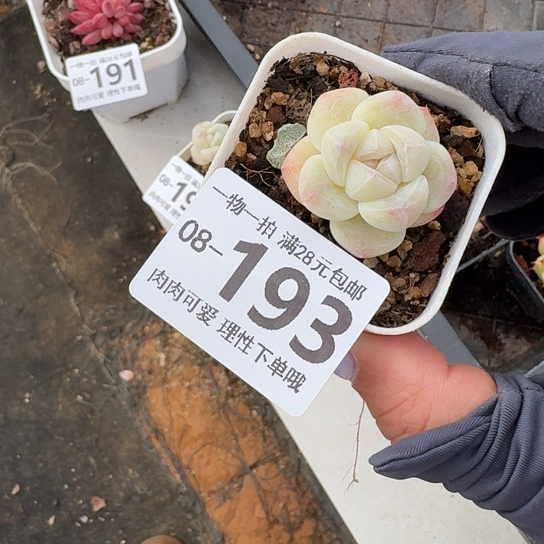 冰玉无盆土发货无