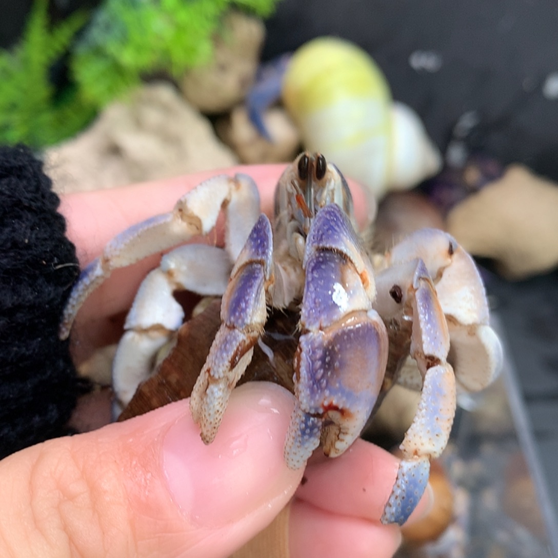 2.6口径奔跑的寄居蟹16号