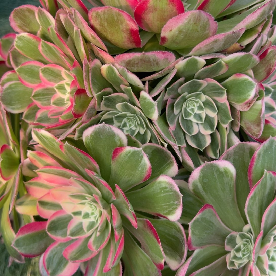 443，寄养孔雀翎多肉植物