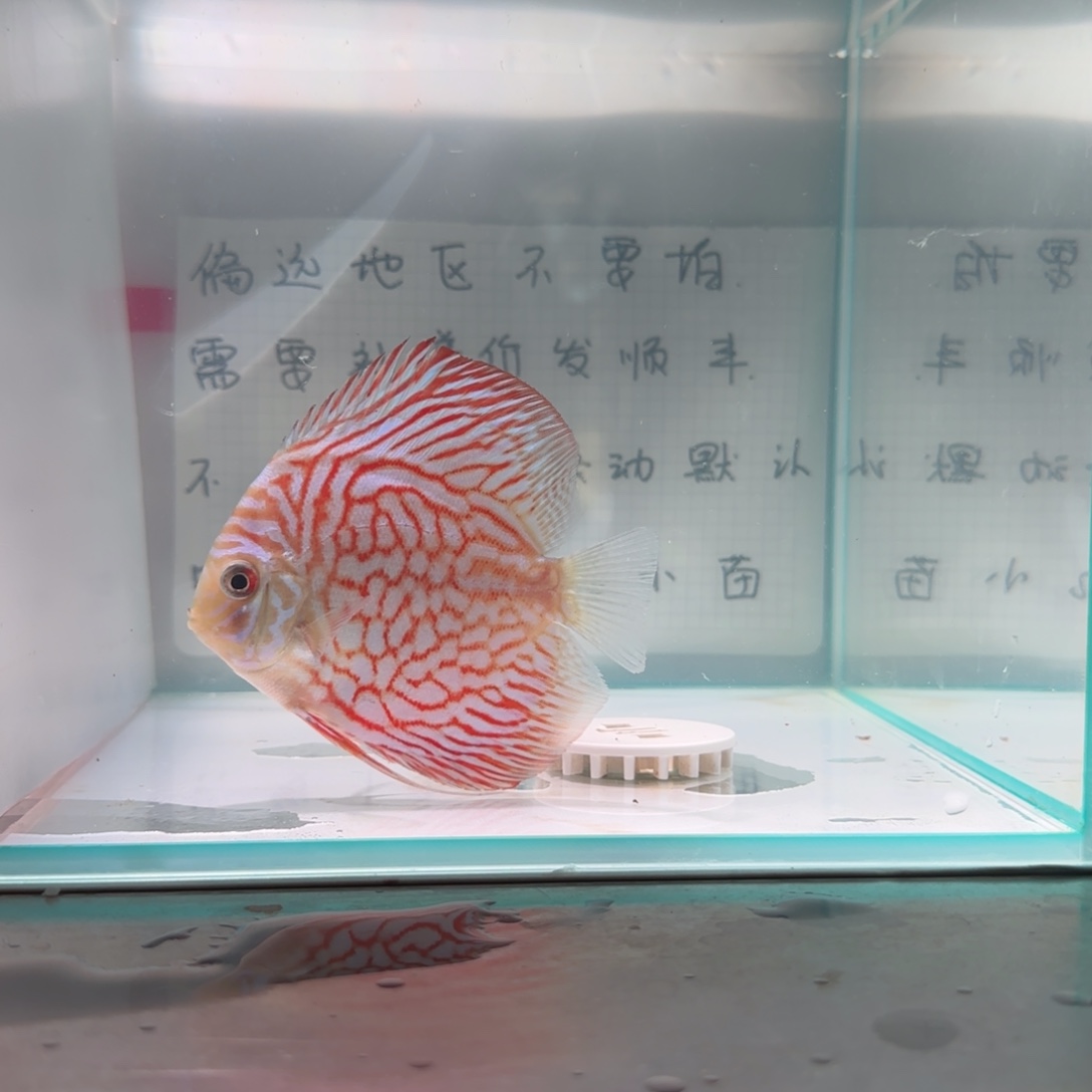 七彩神仙鱼肉身8偏远地区不拍