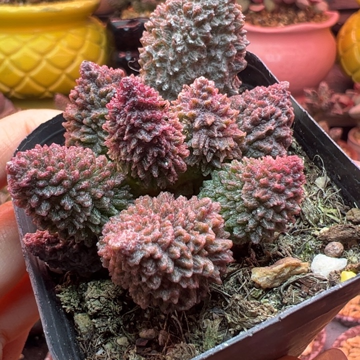 吉***祥吉祥如意是什么神仙颜