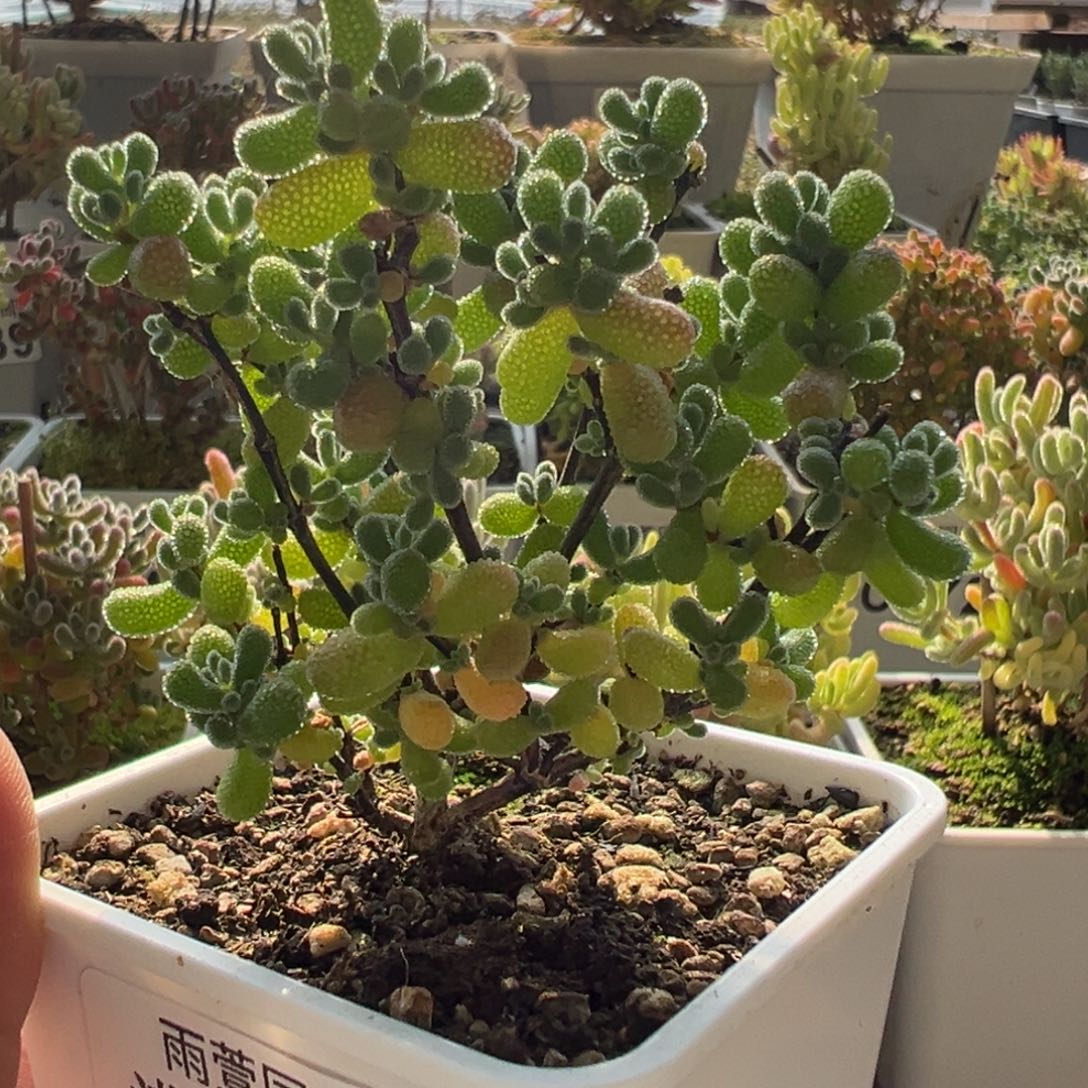 11-393枝干番杏多肉小树翡翠一年