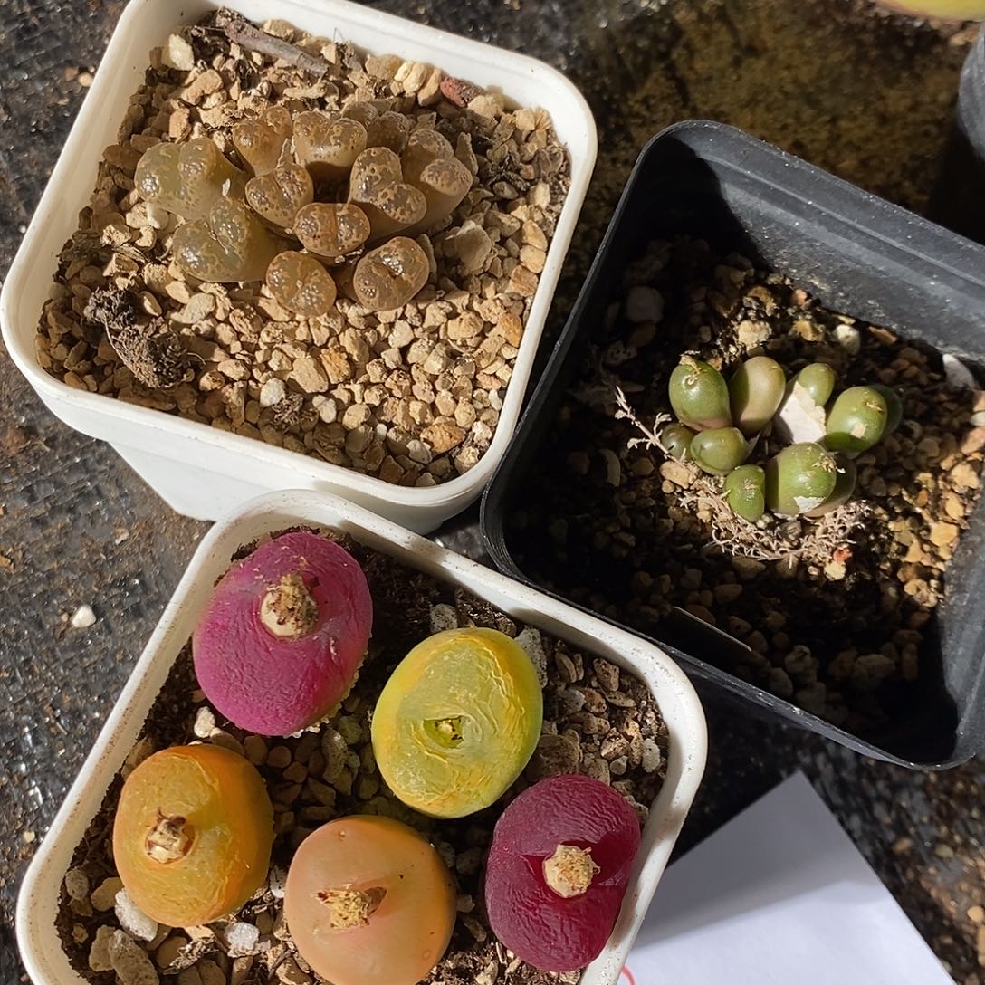 26320。  一组福利。    