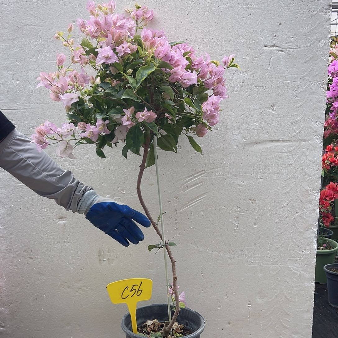 白***嫩大部分花苞少量开放C56金边丽娜