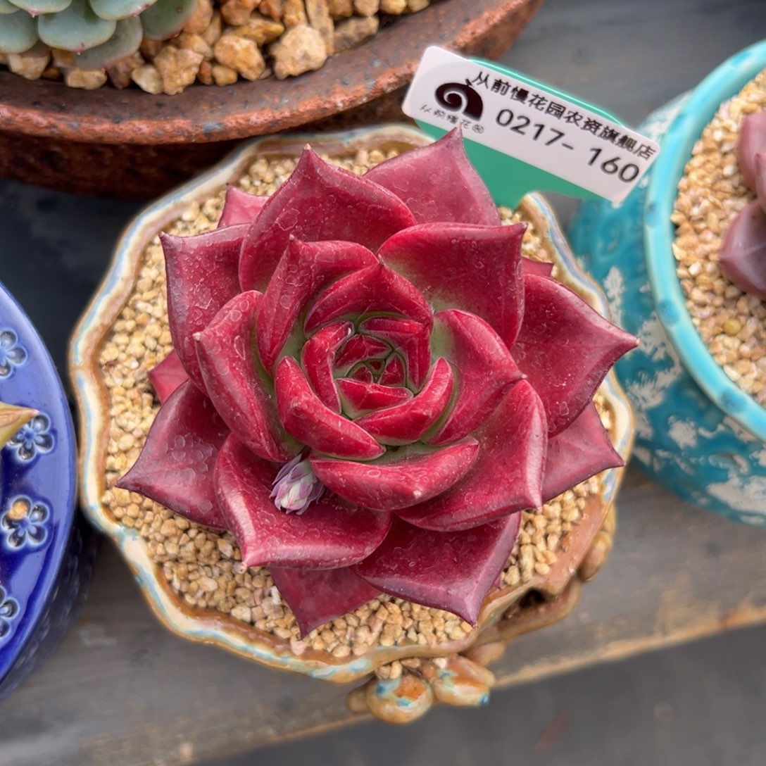 多肉一物一拍0217-160