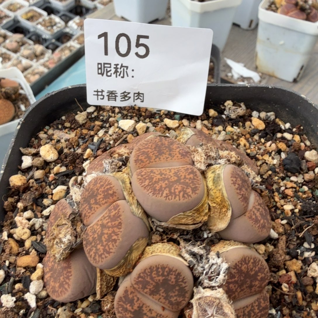 兔***富多头               