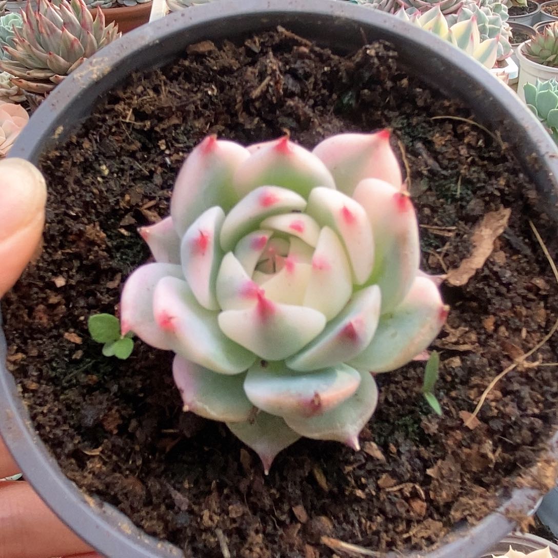 114锦锦锦锦锦锦锦锦