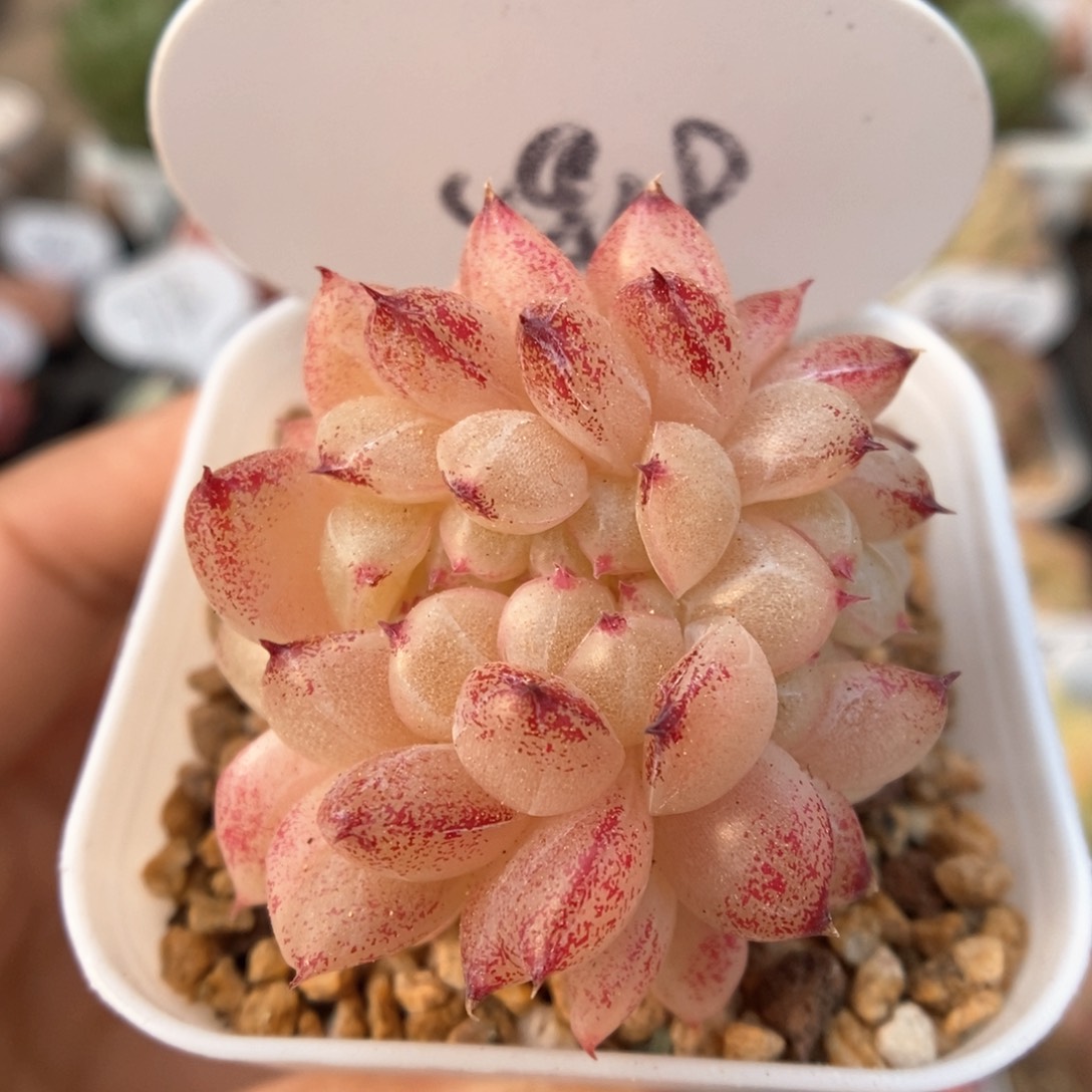 珍妮麦秆缀化4819号