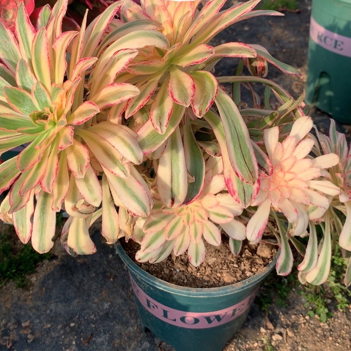 011微锦多肉植物