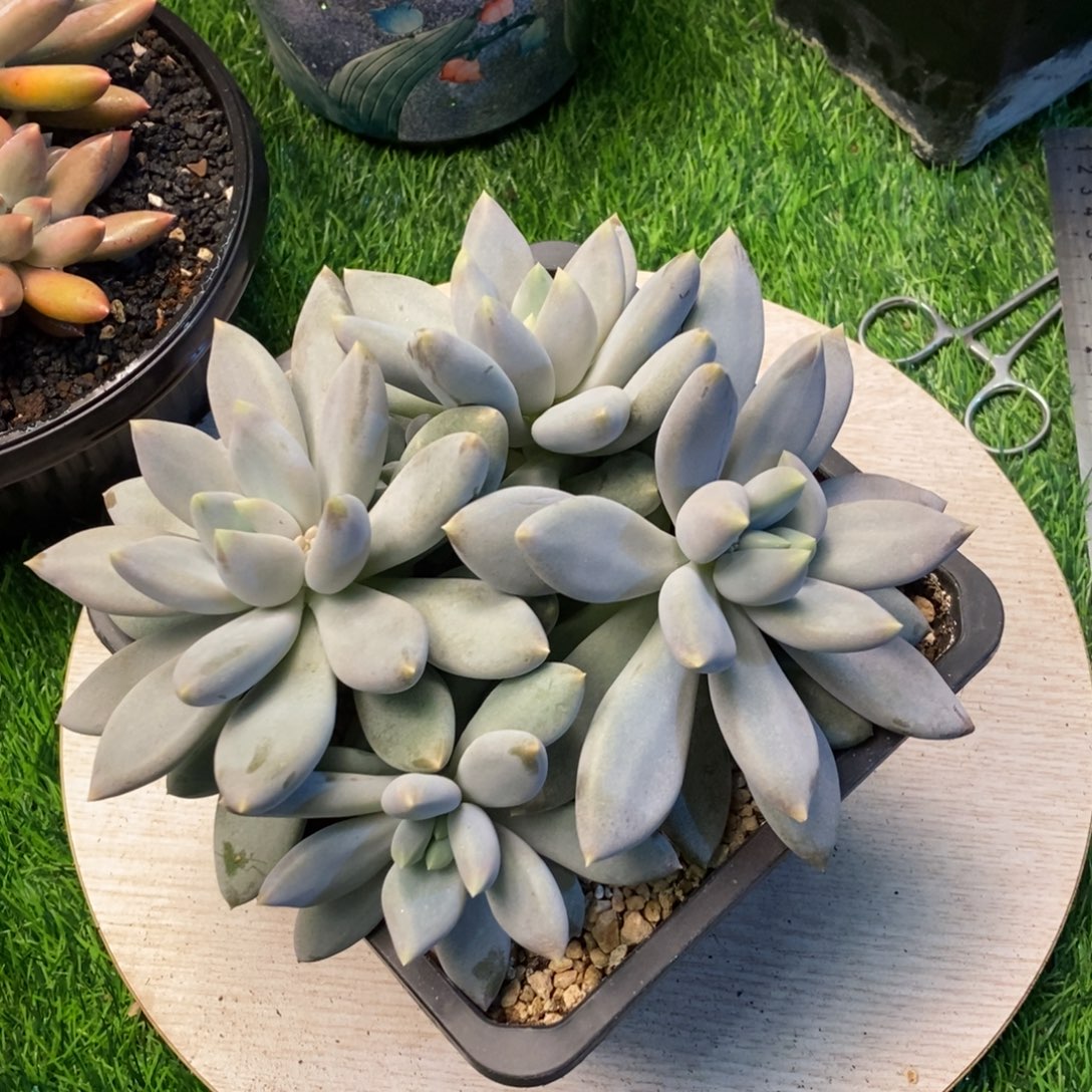 哥特萝莉群生多肉