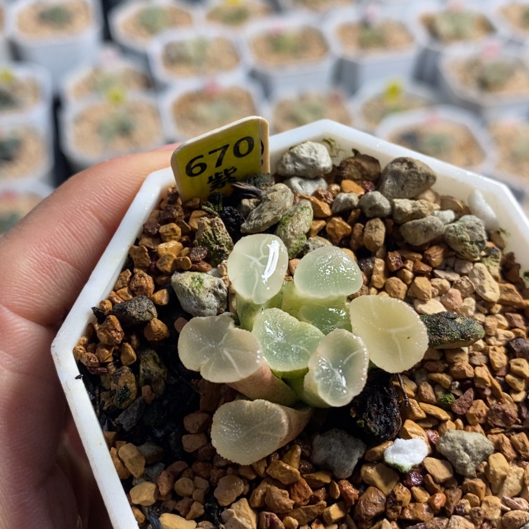 670万象锦十二卷多肉植物