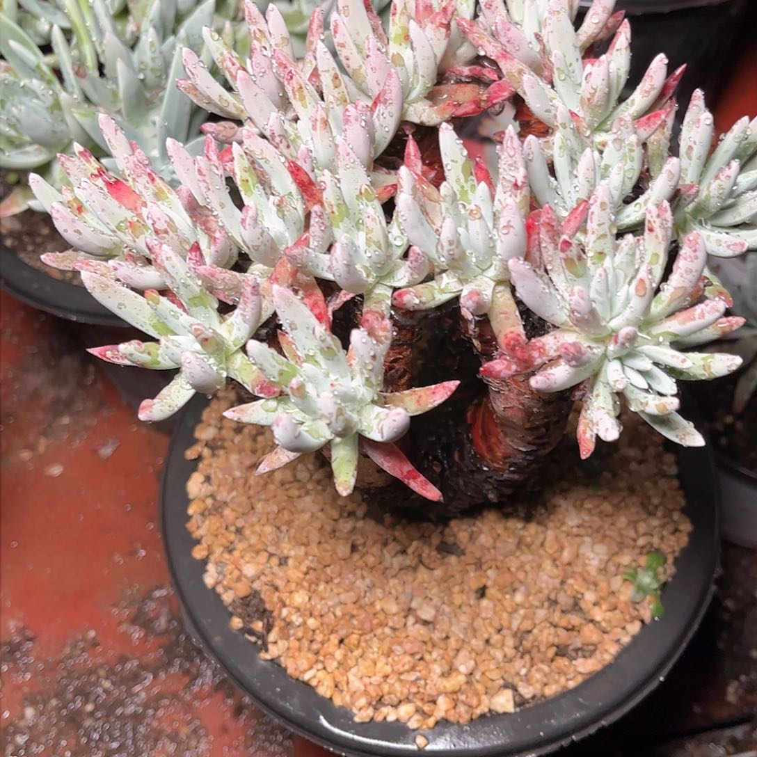 8692白鹭仙女杯多肉